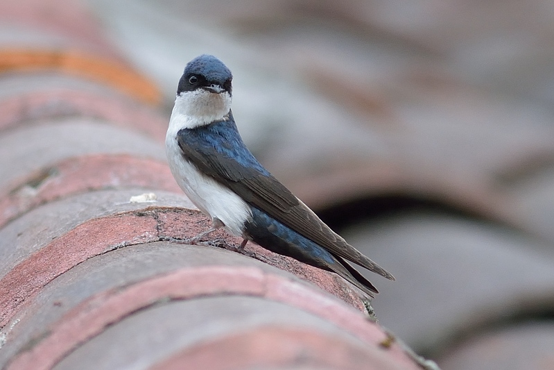 Blauw-witte zwaluw